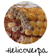 Helicoverpa taladro de maiz