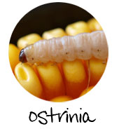 ostrinia taladro de maiz