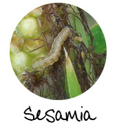 sesamia taladro de maiz